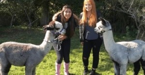 animal petting